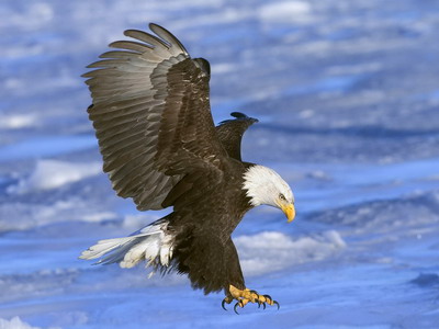 「能ある鷹は」の画像検索結果