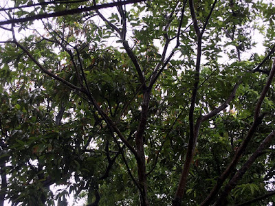 पर्यावरण पर आधारित ग़ज़ल