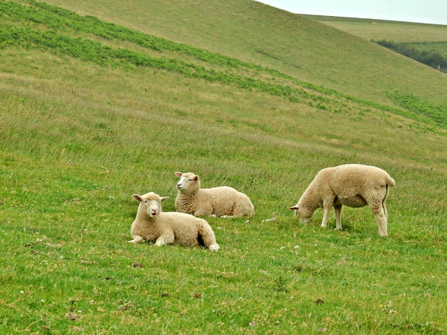 Sheep on the green fields, Cornwall