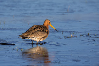 Wildlifefotografie Naturfotografie Dümmer See Uferschnepfe