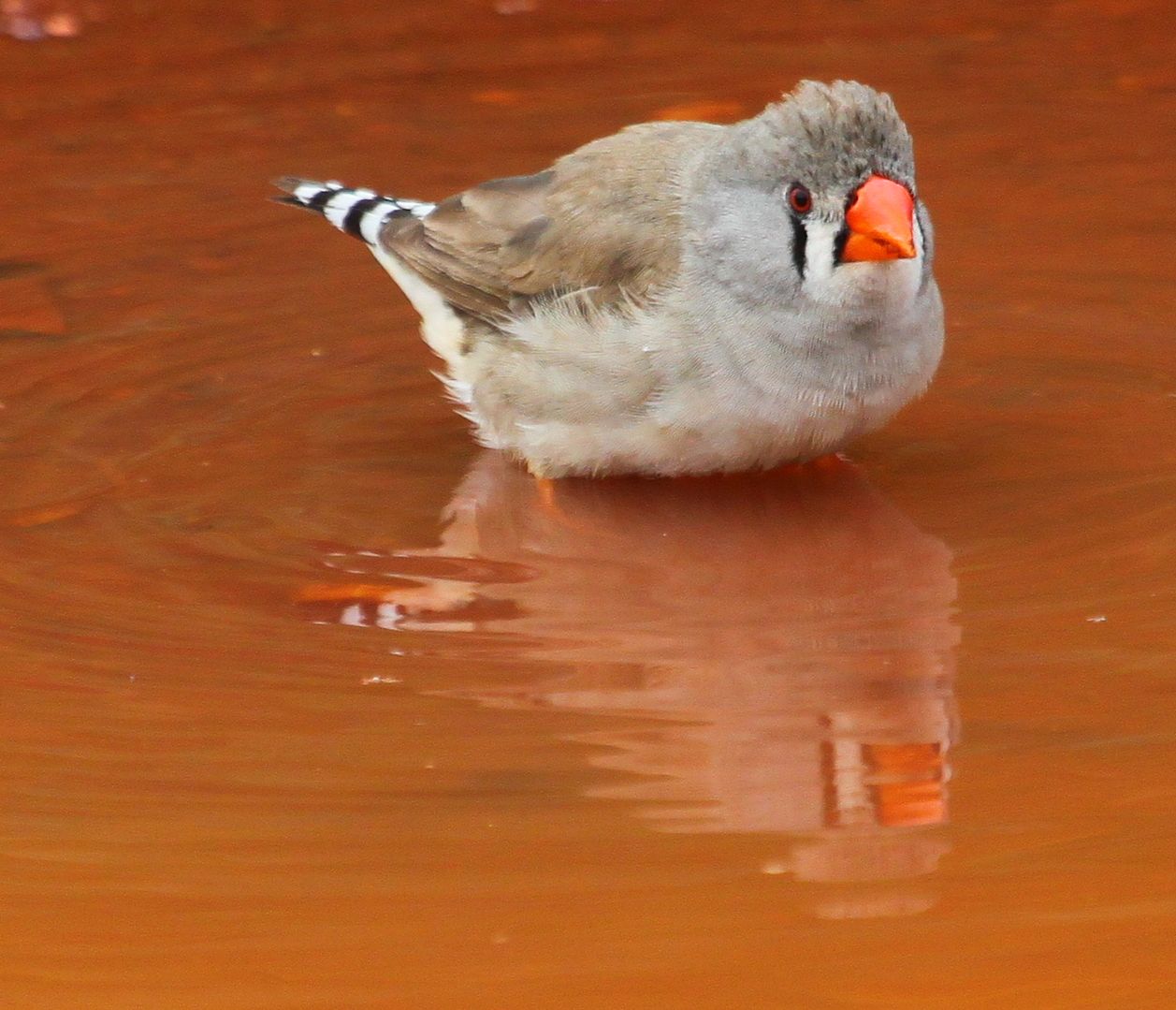 Richard Waring's Birds of Australia Wild Zebra Finch Bath Time