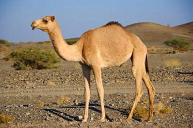 Essay Nation: Short Essay on Camel