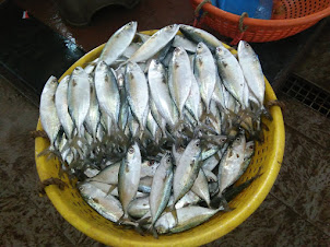 Mackarels at Mapusa fish market.