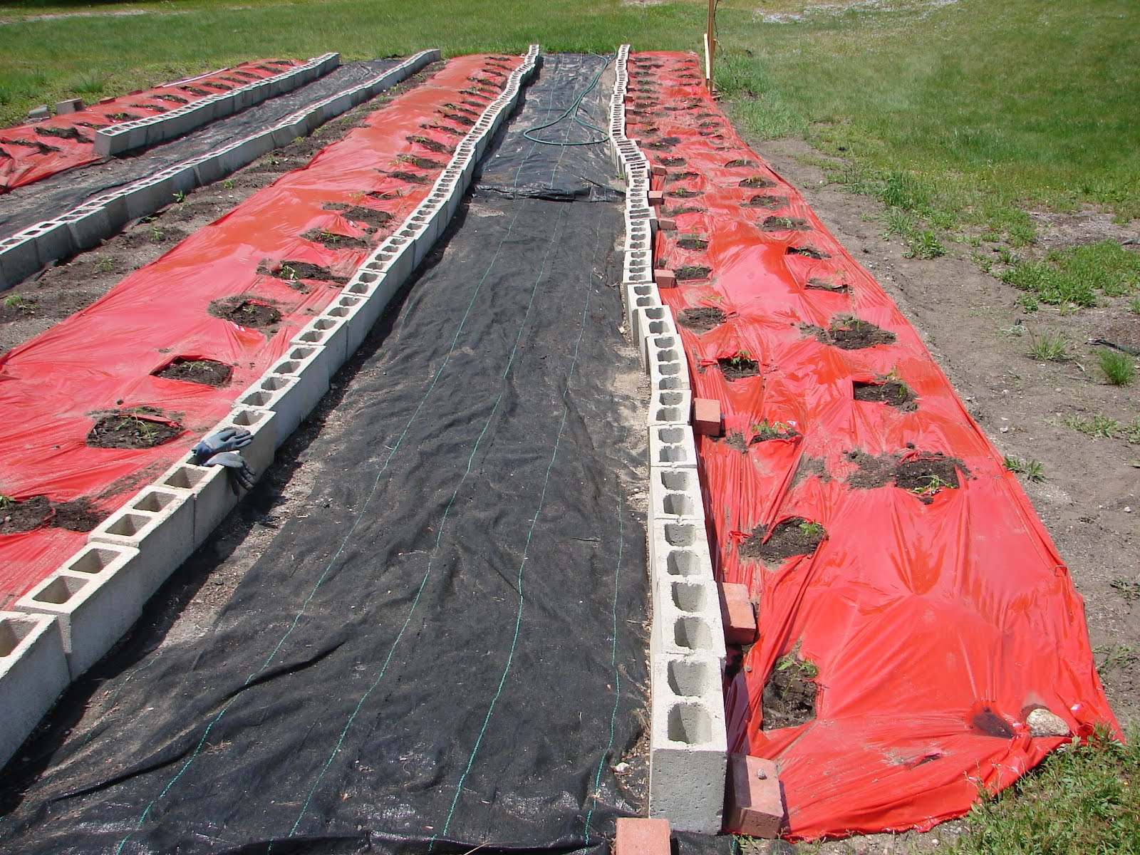 One Love Farm Tomatoes