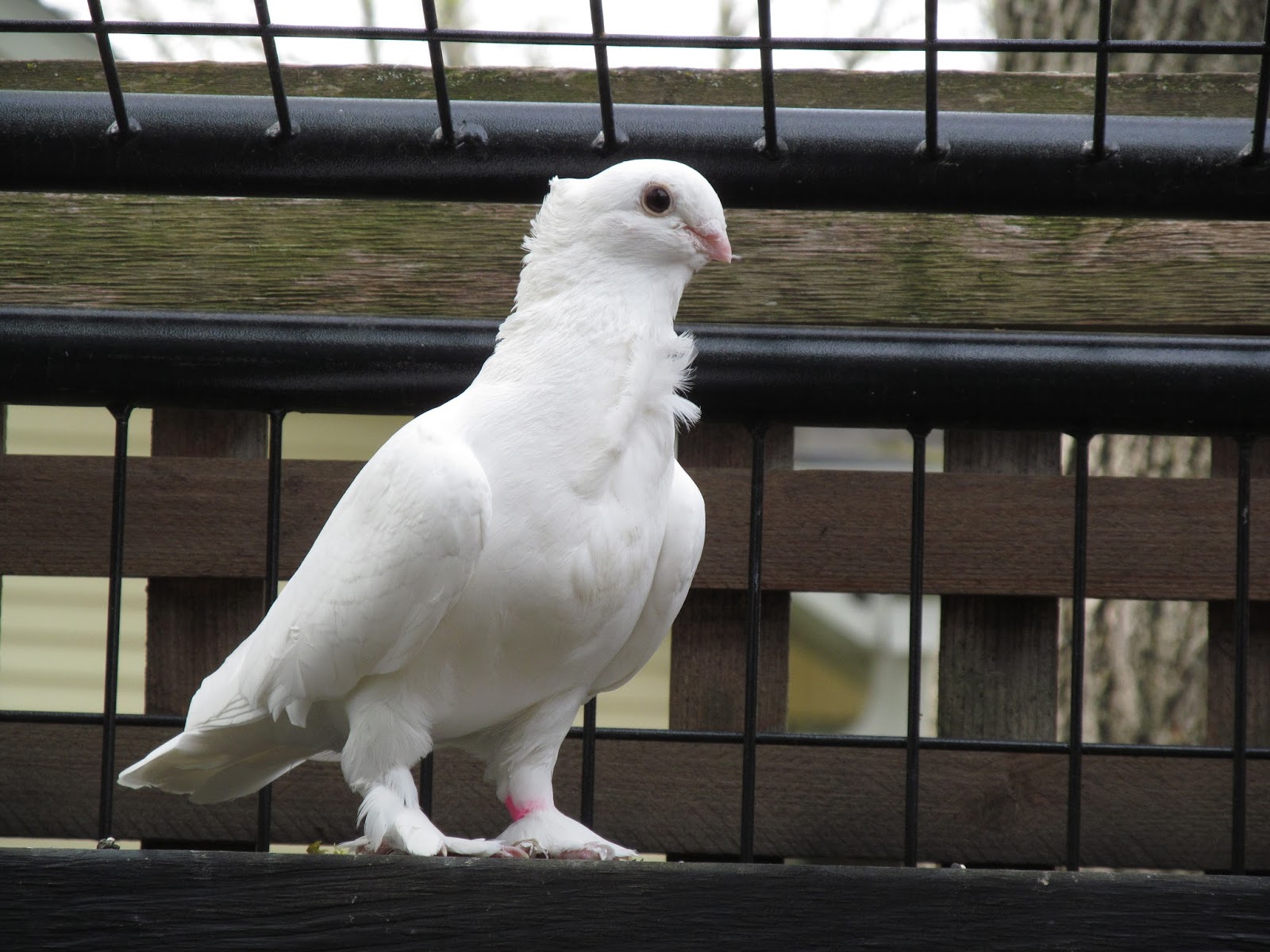 Seraphim owl pigeons Pigeons fall