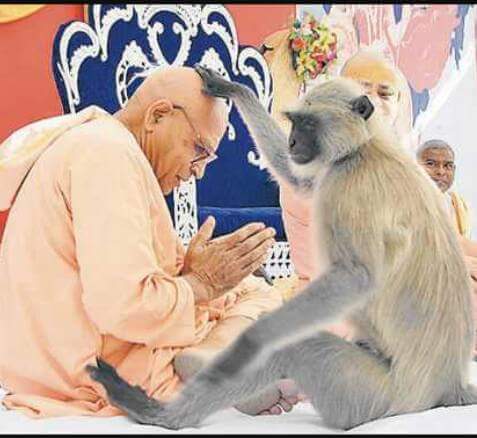 ram-katha-joined-by-a-monkey-राम कथा में शामिल हुआ वानर, कथा वाचक को दिया आशीर्वाद 