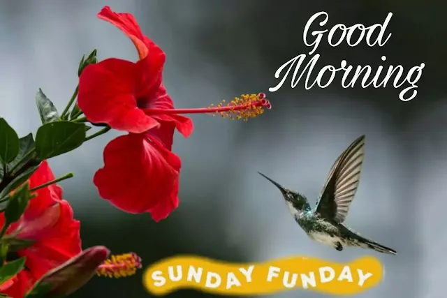 Good morning photos hd