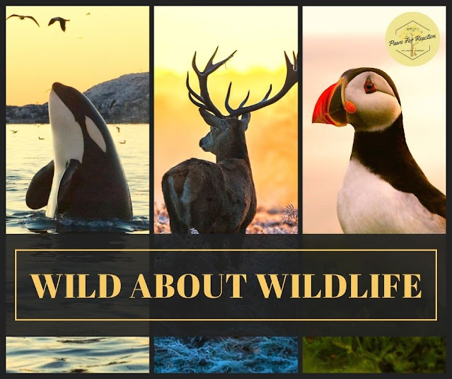 Thank you for celebrating Wild About Wildlife Month: Wild Wednesday raised awareness about local wildlife conservation