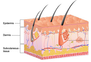 Image result for skin layers diagram