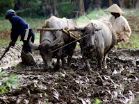 6 Negara dengan Pertanian Terbaik di Dunia, Adakah Indonesia?