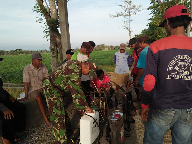 Ingin Hasil Maksimal Babinsa Cawas dan PPL Bersama Petani adakan Penyemprotan Pupuk
