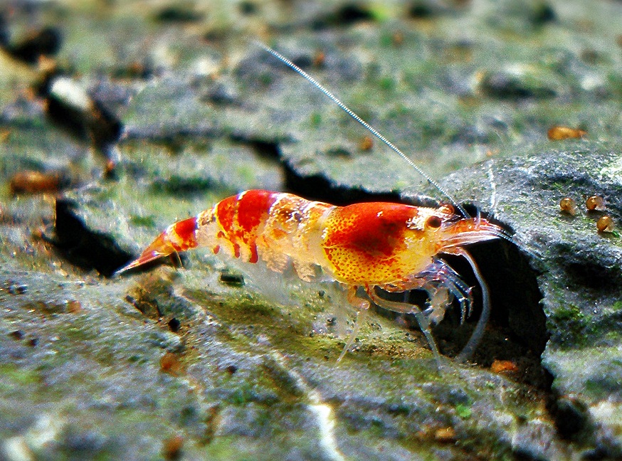 cara budidaya udang red bee