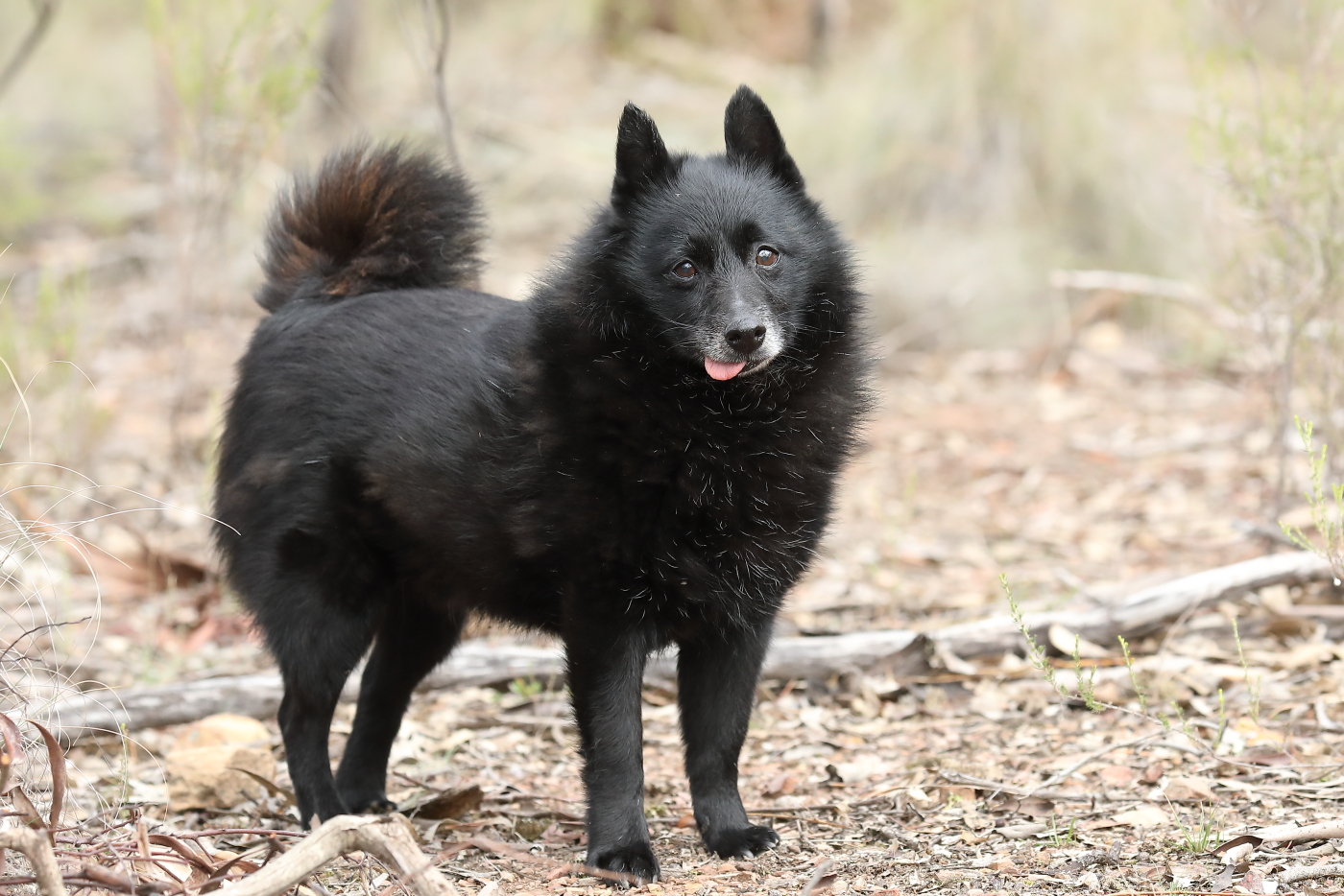 10 Blackest Dog Breeds Ever