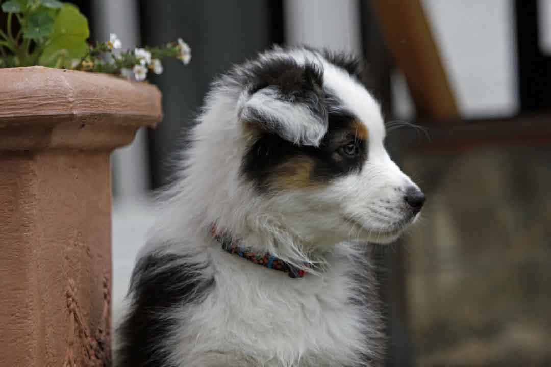 Berger Australien Chien de France