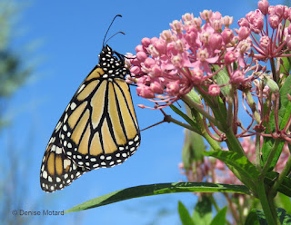 Female Monarch Butterfly on Swamp Milkweed - © Denise Motard