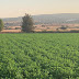 Logra producción de alfalfa 50% más de forraje con Agricultura Sustentable