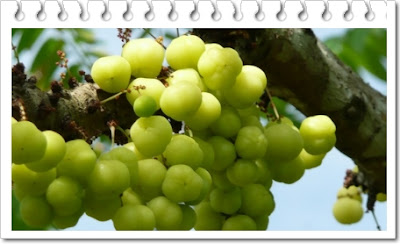 manfaat buah cermai manfaat buah cermai