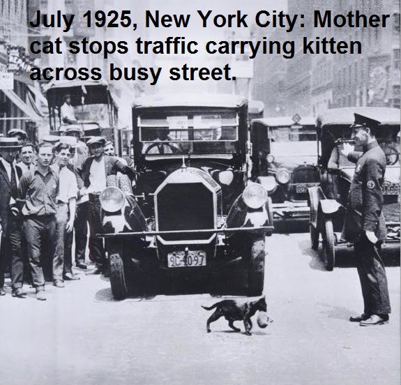 Mother Cat Stops Traffic Carrying Kitten Across Busy Street