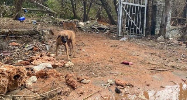 Animales mueren de hambre en San Andrés y providencia