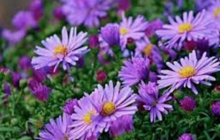 Aster Temasuk Tumbuhan Hari Pendek Artinya Mas Dayat