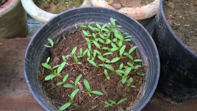 Marigol seedlings should germinate about 7 days, but may take a few days longer if the location is cooler.