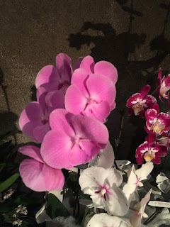 , Orchidee dal mondo – 2016 – Monteporzio Catone, diarid'orchidee