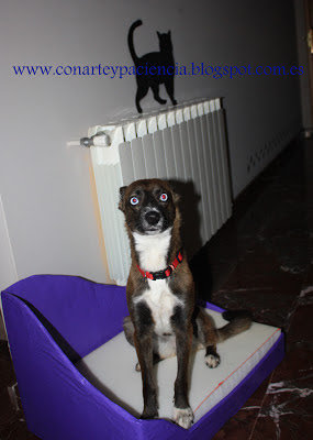  Cómo hacer un sillón para tu mascota