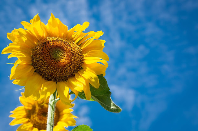 Sunflower Wallpapers in 4K - Pics Directory Sunflower Wallpapers in 4K - Pics-Directory