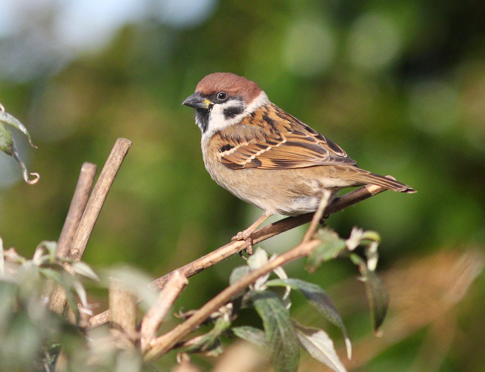 Stewchat... Some Tree Sparrows...