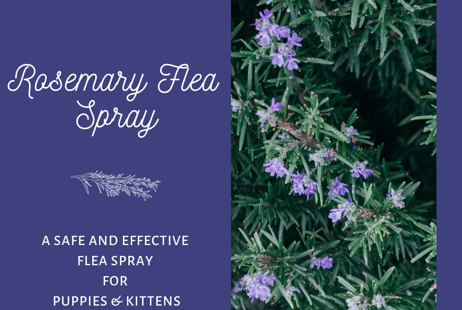 Rosemary Flea Spray, Dip for Puppies and Kittens