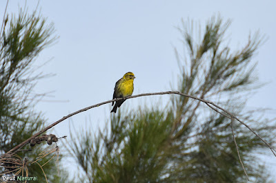 Gafarró (Serinus serinus)