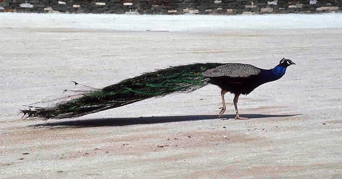 Gambar Binatang: Burung Merak