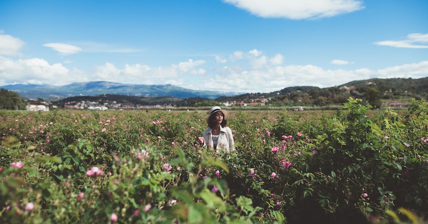 We Visited The Grasse Rose Fields, The Key To Chanel No. 5 Fragrance