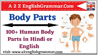100+ Body Parts Name in Hindi and English 2023 | 100 शरीर के अंगों के नाम PDF DOWNLOAD