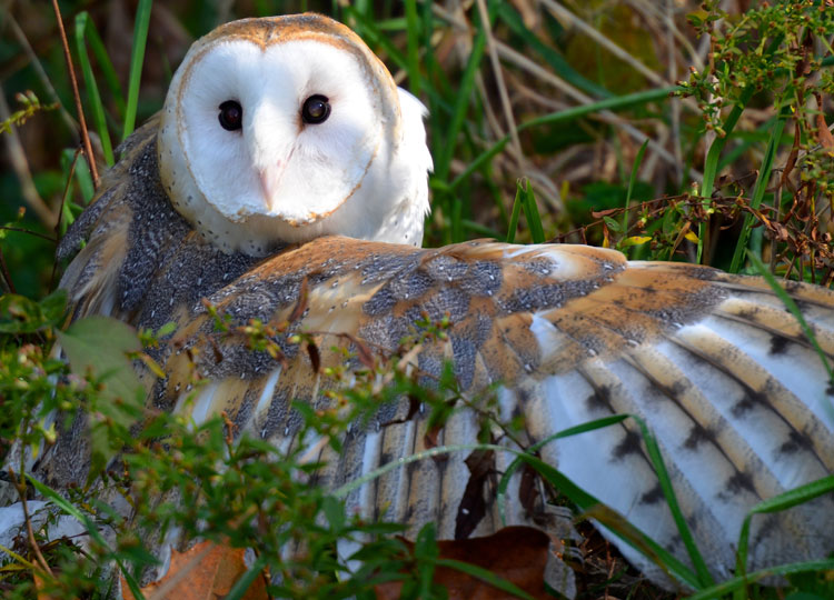 Extended wing of a barn owl -- "Storm" from RAPTOR, Inc.