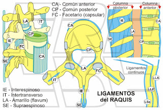 Ligamentos de la columna vertebral,
