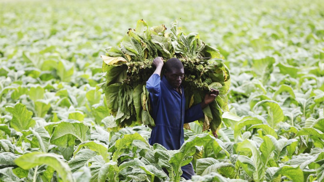 Tobacco Farm Workers Needed In Canada HOLARNS