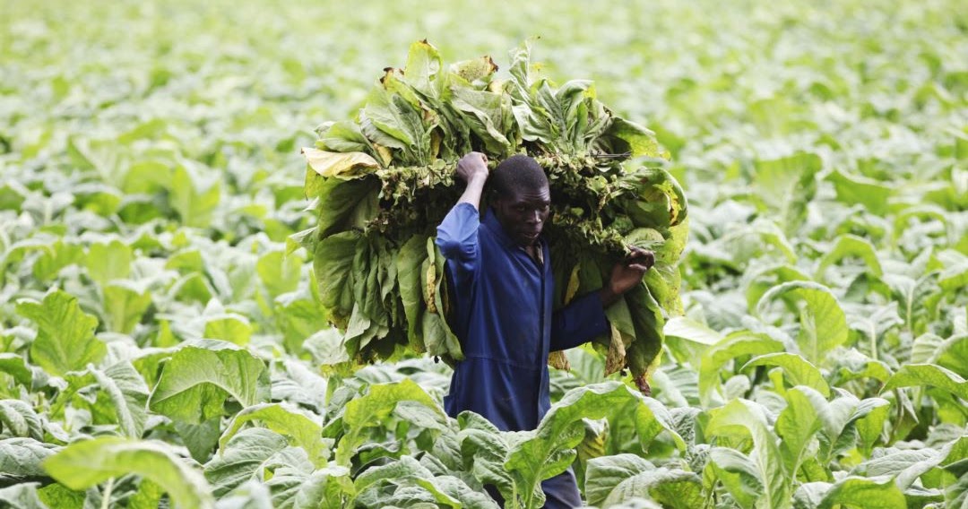 Tobacco Farm Workers Needed In Canada HOLARNS