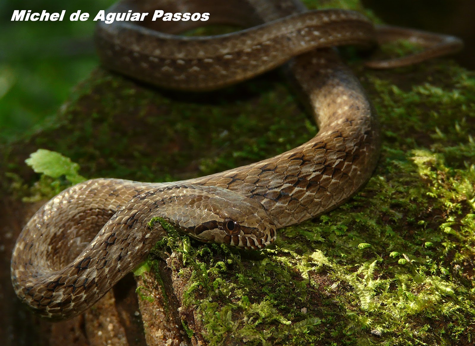 Herpetolife (Inicio) Thamnodynastes strigatus (Günther, 1858)