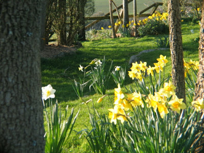 Daffodils growing under palm trees in Cornwall