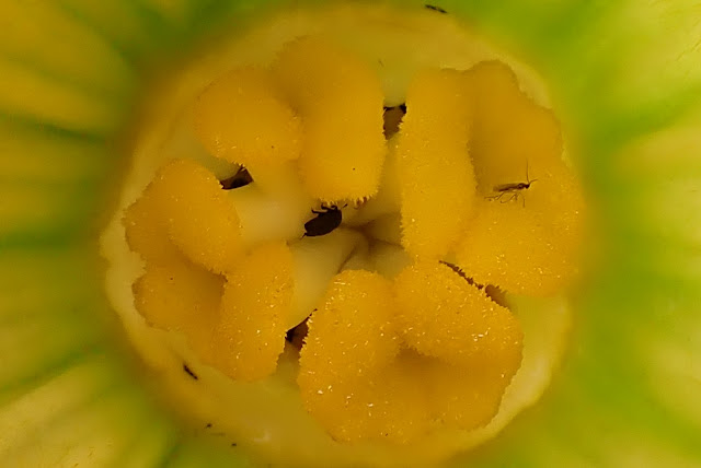 Pumpkin flower