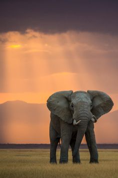 elephant images