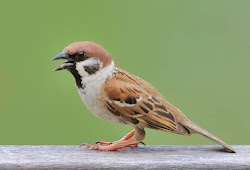 25+ Download suara burung cililin mp3 terupdate