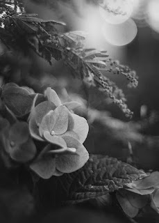 صور ورود سوداء، اجمل صور زهور سوداء اللون