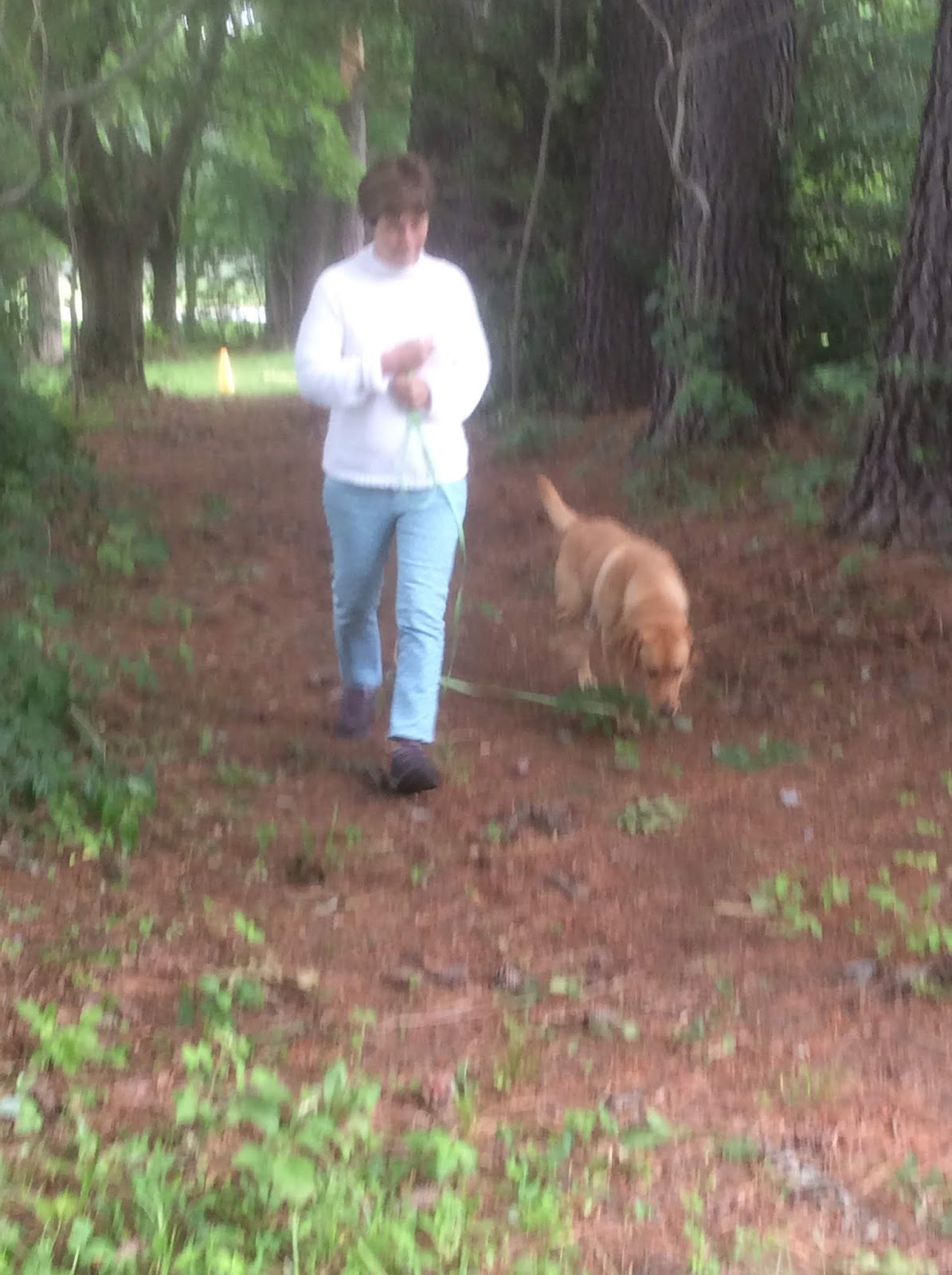 Retriever Training Program: Intro to Inverted LL example: How to do 270 ...