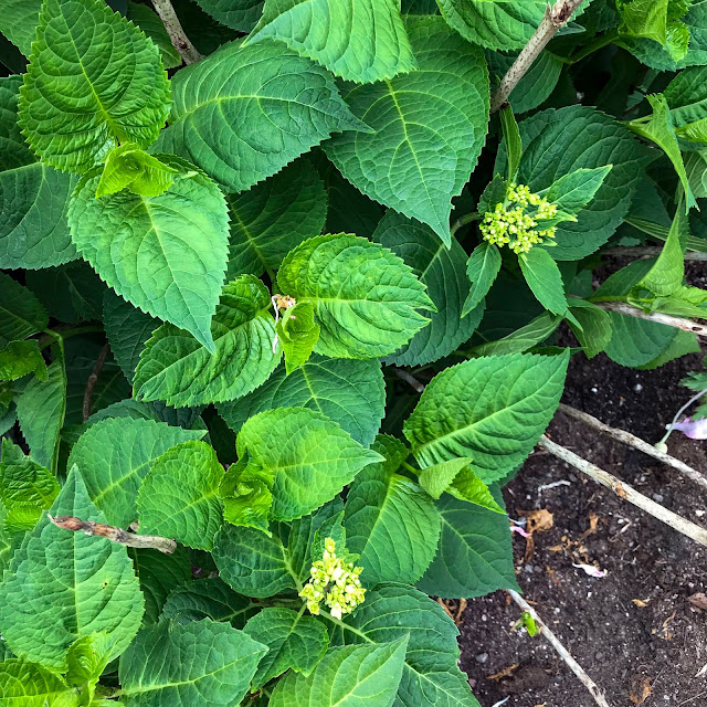 hortensia hortensia