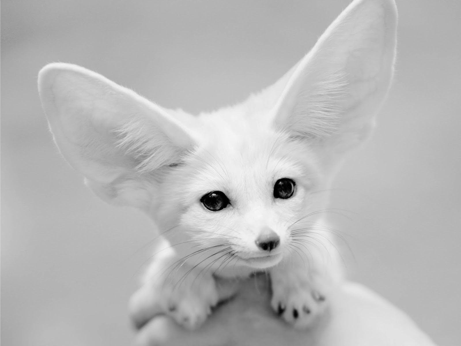 HD Fennec Fox Wallpapers | Fun Animals Wiki, Videos, Pictures, Stories