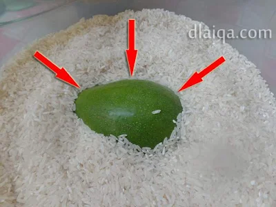 benamkan buah alpukat dalam beras