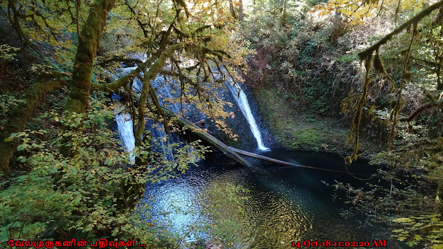 Lower North Falls in Silver Falls State Park