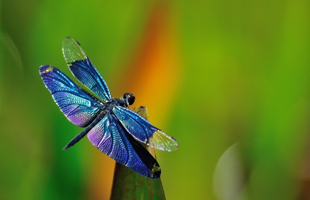 ΛΙΒΕΛΟΥΛΑ (DRAGONFLY) photos - wallpapers | the fun bank